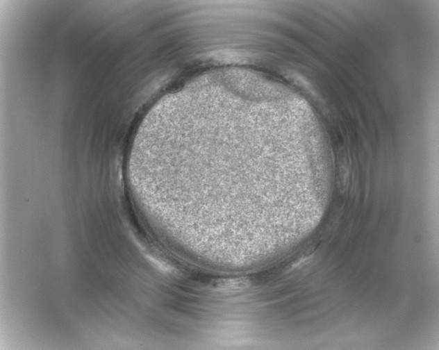 X0000065250398200603172209