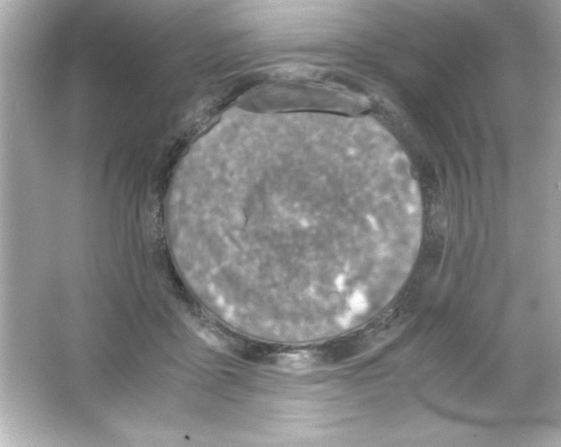 X0000065250411200603172209