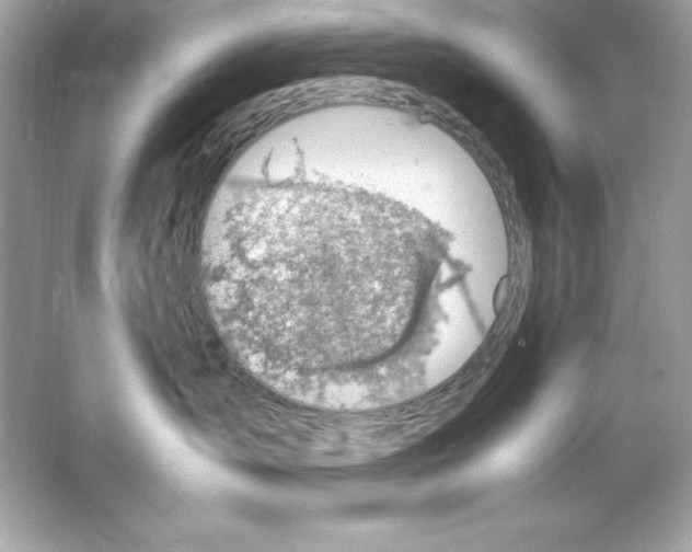 X0000065250431200603172209