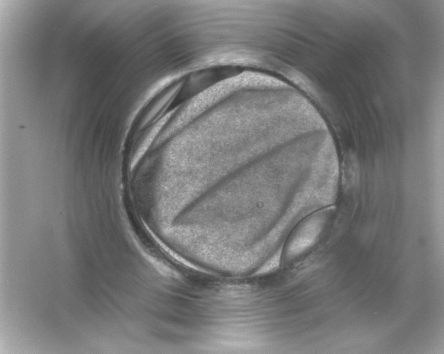 X0000065250438200603172208