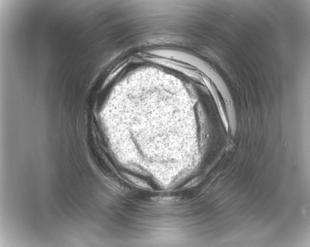 X0000065250448200603172208