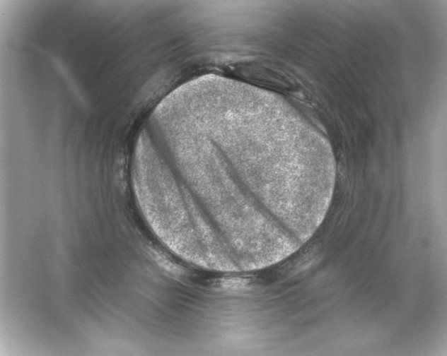 X0000065250462200603172209