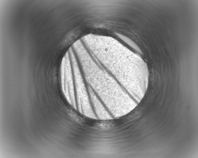 X0000065250466200603172209