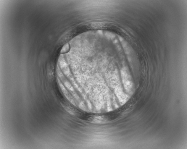 X0000065250507200603172208