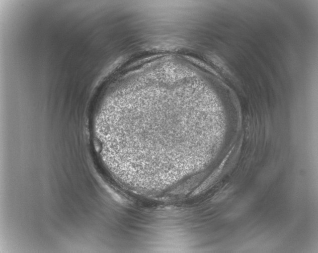 X0000065250634200603172205