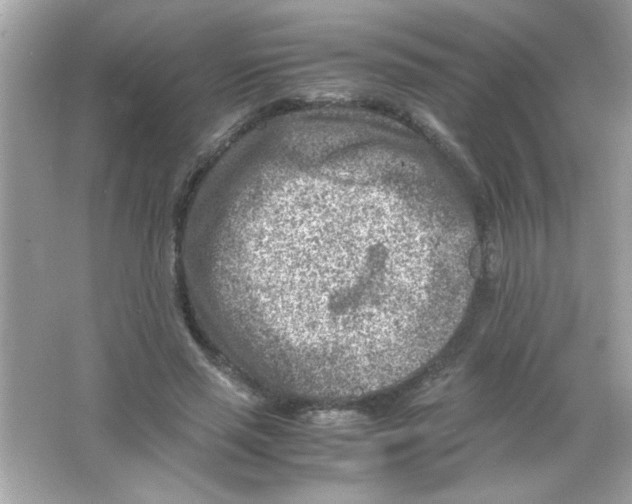 X0000065250637200603172205