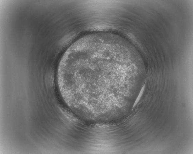 X0000065250640200603172205