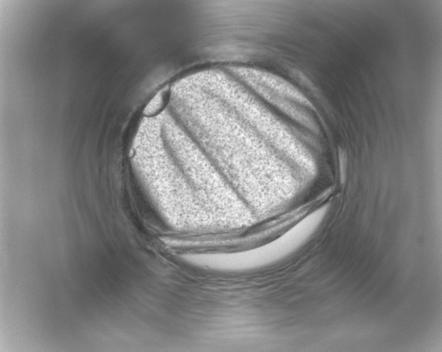 X0000065250675200603172205