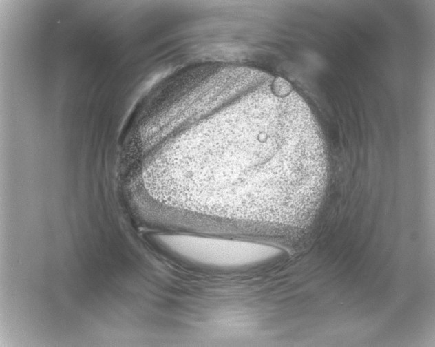 X0000065250679200603172205