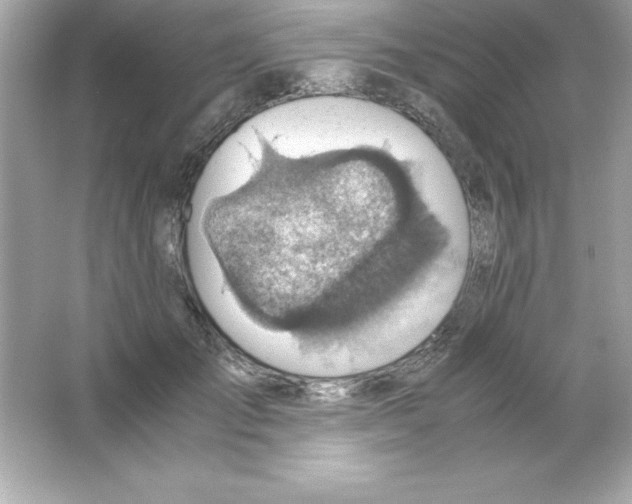 X0000065250701200603172204