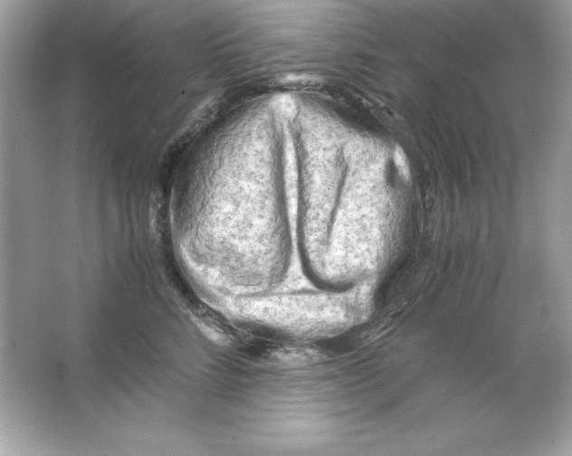 X0000065250712200603172204