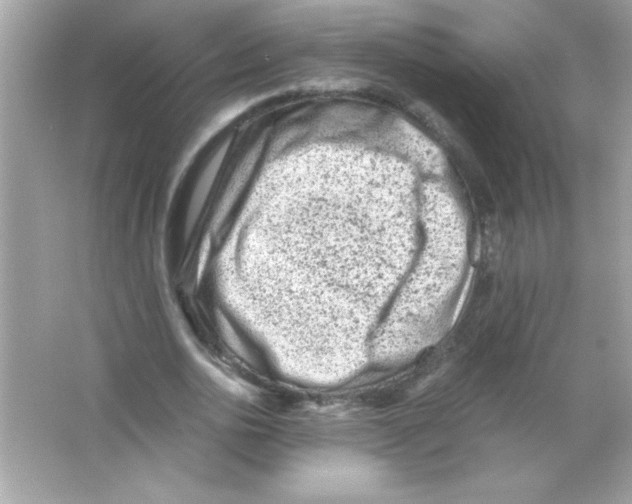 X0000065250726200603172203