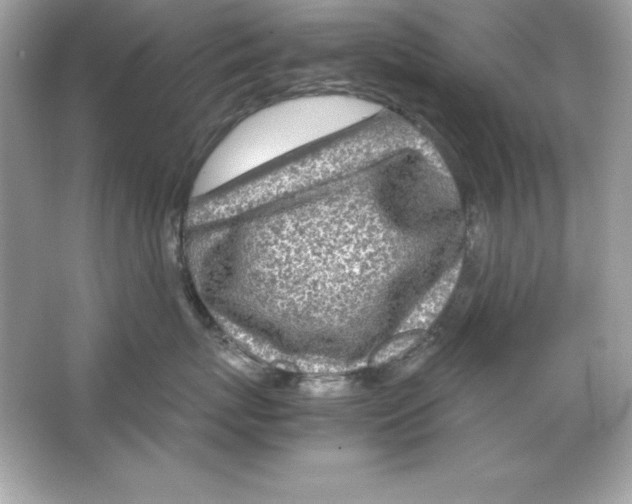 X0000065250767200603172204