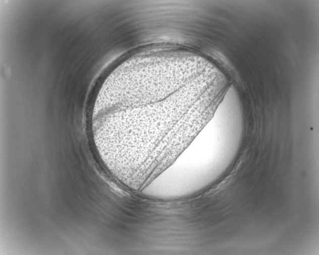 X0000065250780200603172203