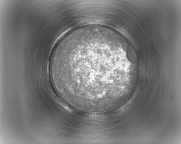 X0000065250790200603172203