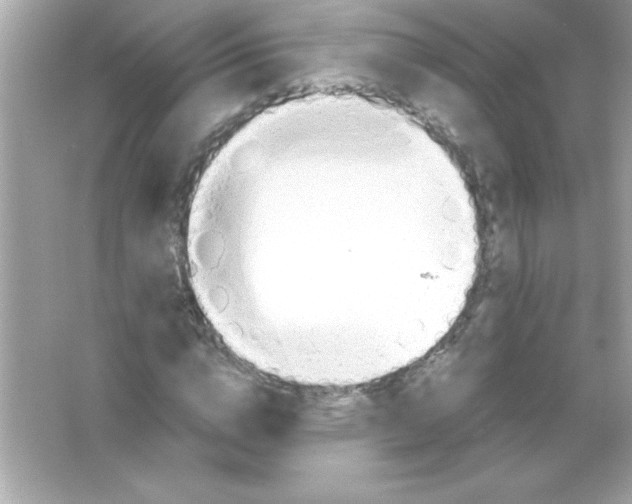 X0000065250824200603172202