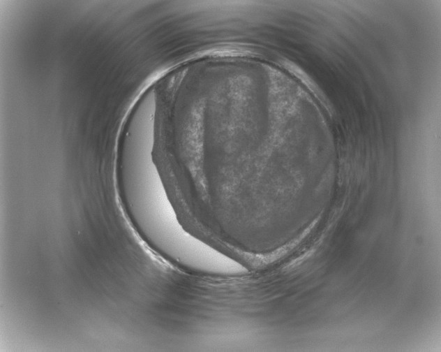 X0000065250853200603172202