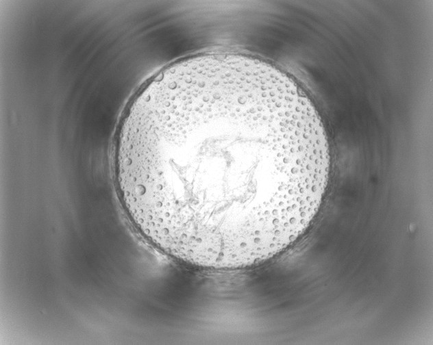 X0000065250856200603172202