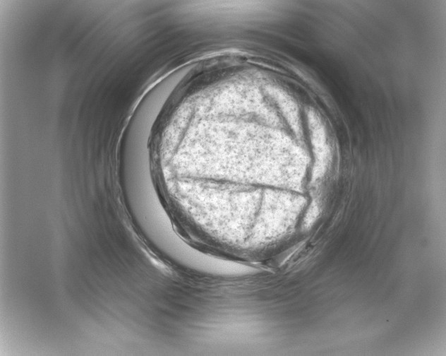 X0000065250858200603172202