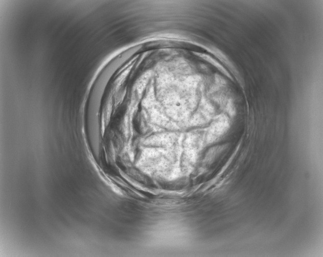 X0000065250862200603172202