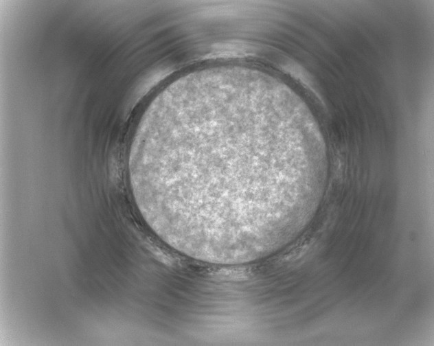 X0000065250874200603172201