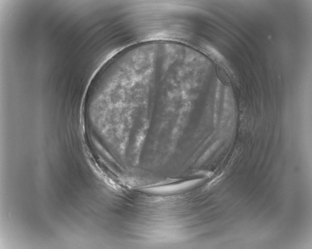 X0000065250892200603172201