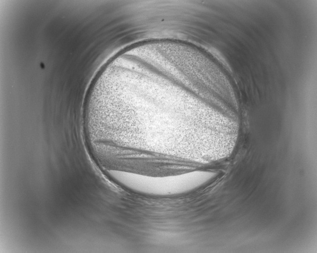 X0000065250895200603172201