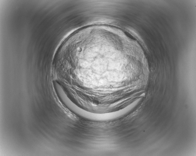 X0000065250948200603172201