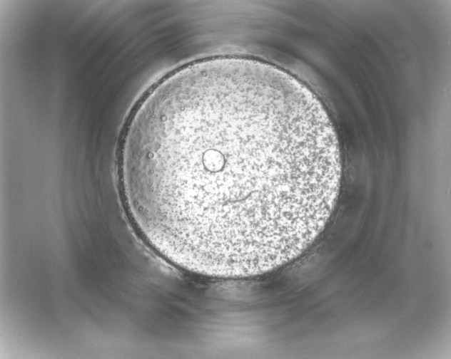 X0000065250950200603172201