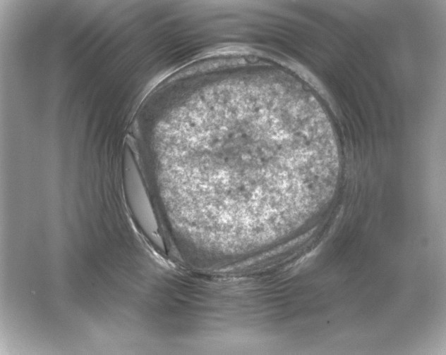 X0000065250953200603172201