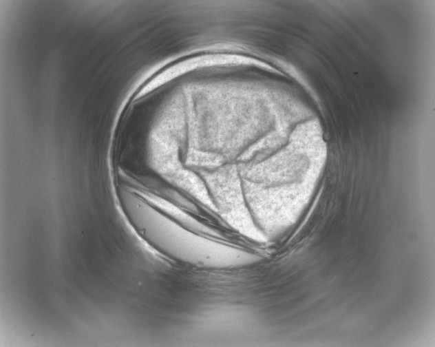 X0000065250959200603172201