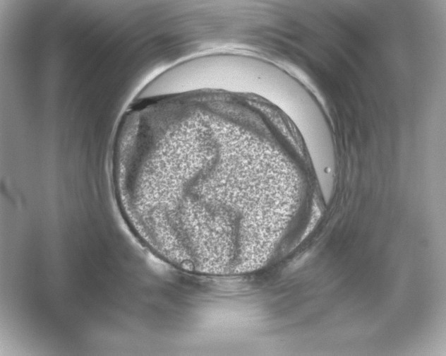 X0000065251007200603172159