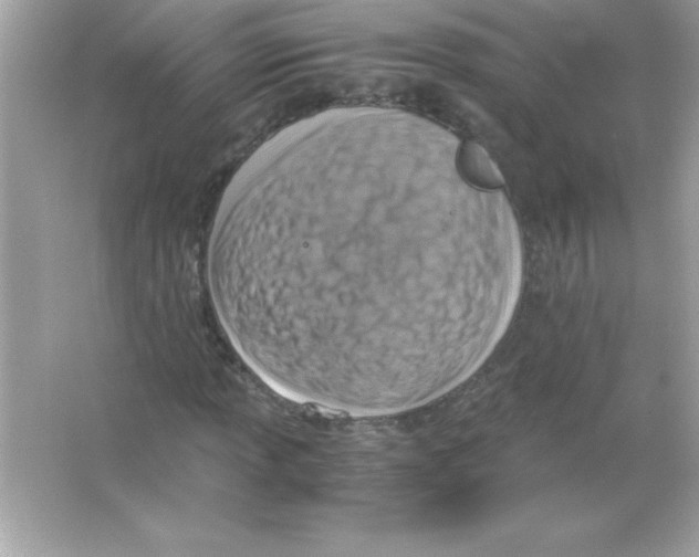 X0000065251013200603172158