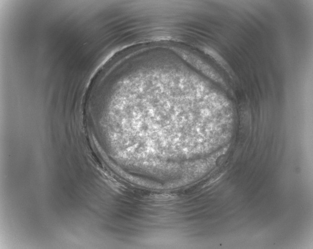 X0000065251023200603172159