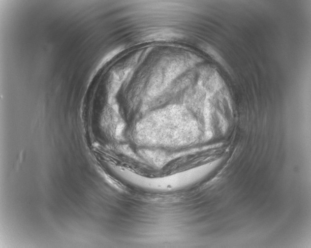 X0000065251026200603172159