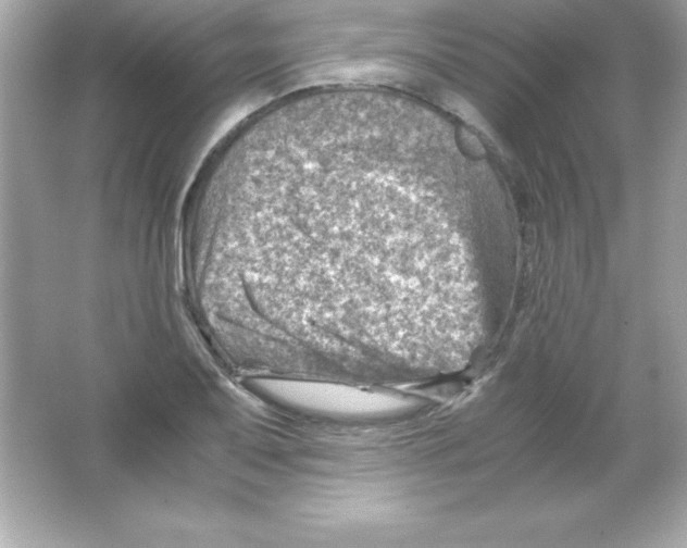 X0000065251079200603172158