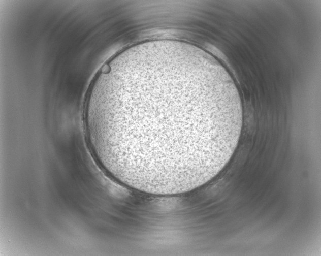 X0000065251090200603172158