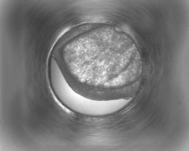 X0000065251095200603172158