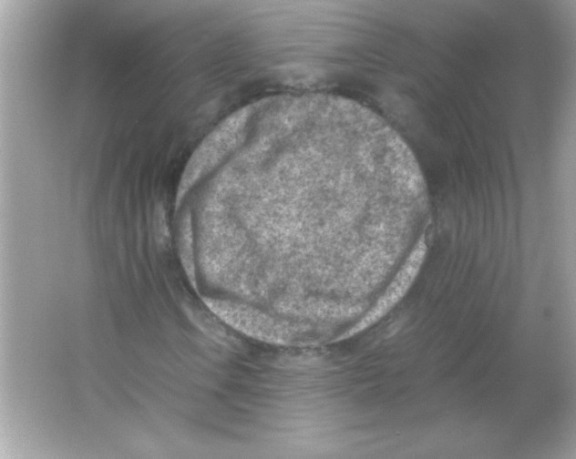 X0000065251106200603172157