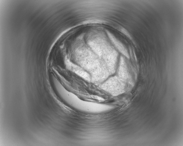 X0000065251124200603172157