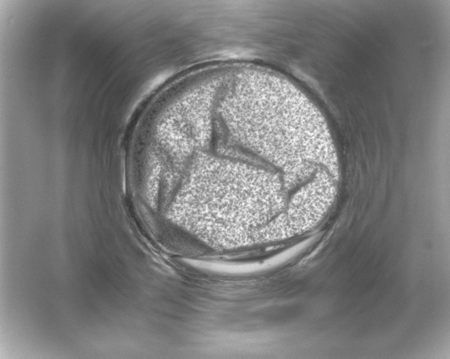 X0000065251171200603172156