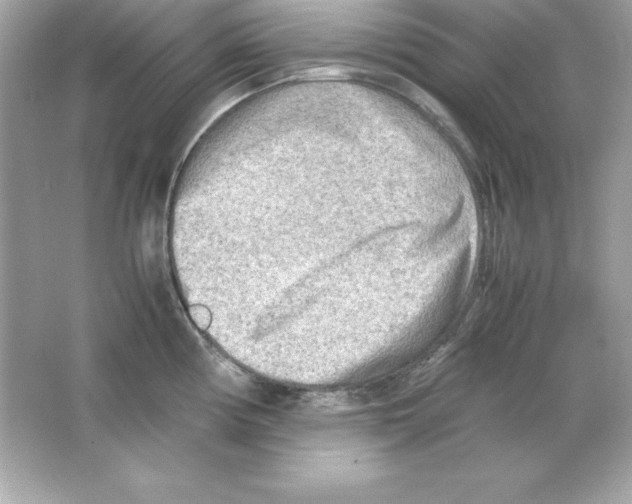 X0000065251194200603172156