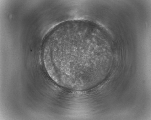 X0000065251262200603172155