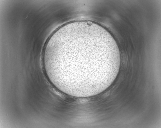 X0000065251278200603172155