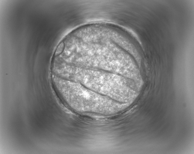 X0000065251279200603172155