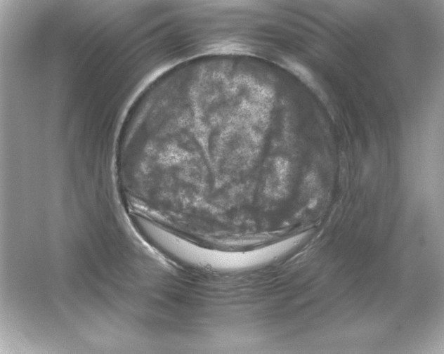 X0000065251331200603172154