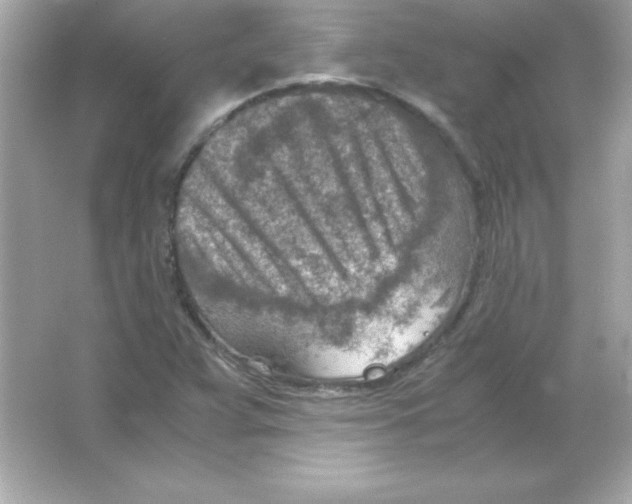 X0000065251359200603172153