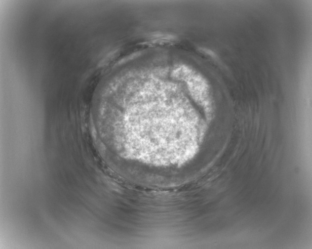 X0000065251399200603172152