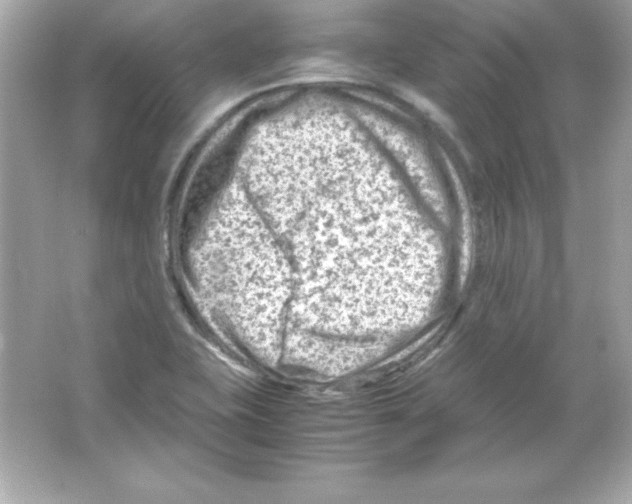 X0000065251415200603172152