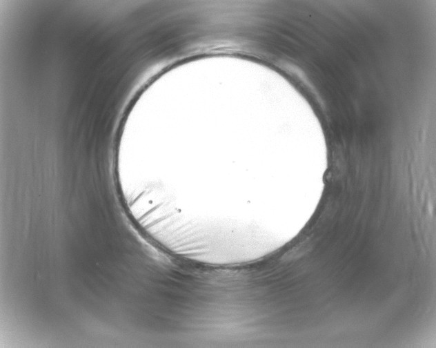 X0000065251424200603172152